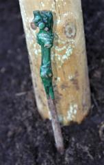 ON Vnukinja mariborske stare trte in potomka modre kavčine iz Mozirskega gaja  F Jože Miklavc IMG_9189 (3)